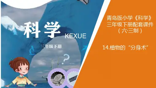 《植物的“分身术”》PPT课件