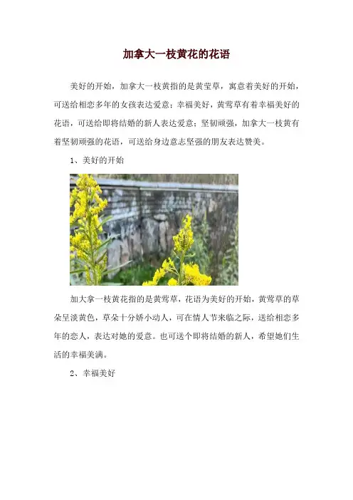 加拿大一枝黄花的花语