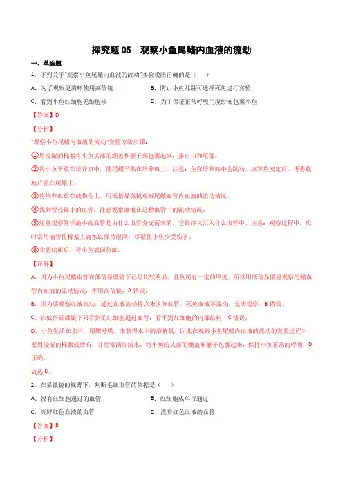 探究题05  观察小鱼尾鳍内血液的流动-七年级生物下册教材实验探究必刷题(人教版)(解析版)