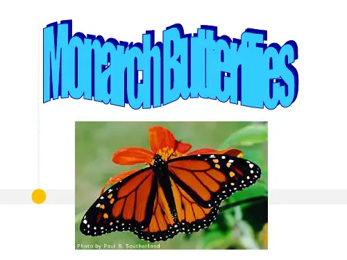 monarch butterfly