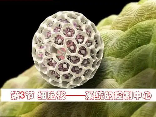 3.3细胞核(公开课)