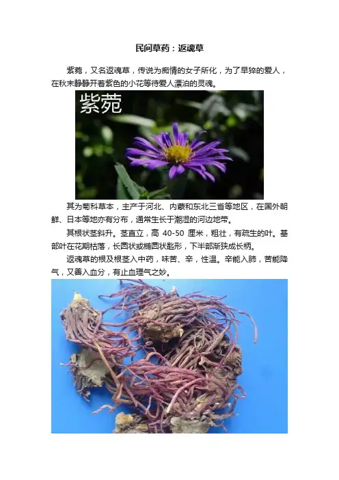 民间草药：返魂草