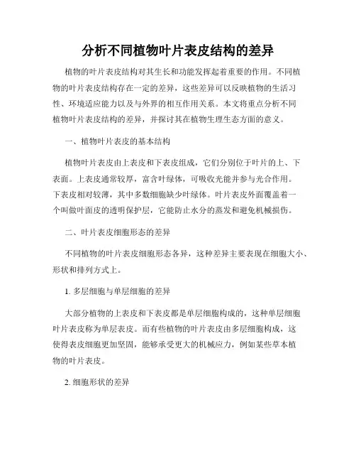 分析不同植物叶片表皮结构的差异