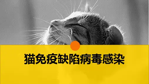 猫的病毒性传染病(猫免疫缺陷病毒感染)-宠物医生课件