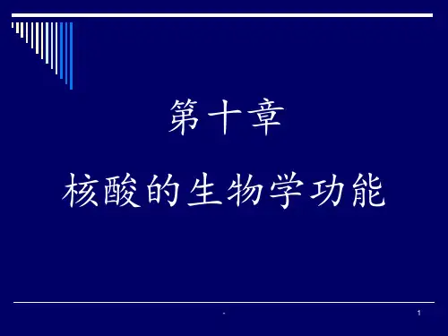 动物生物化学-核酸的生物学功能PPT课件