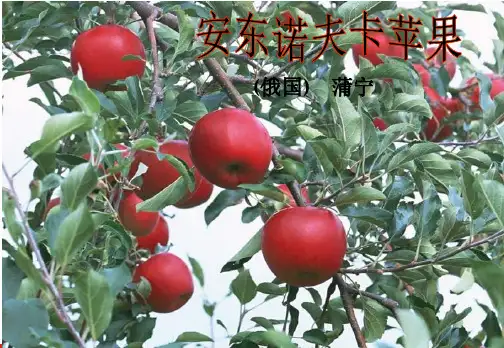 《安东诺夫卡苹果》ppt课件