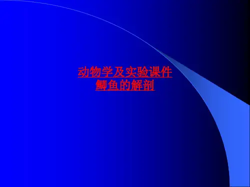 动物学及实验课件鲫鱼的解剖-最新课件