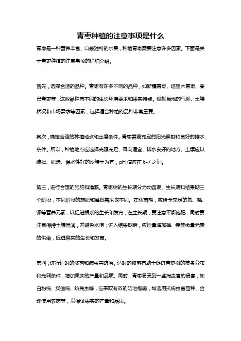 青枣种植的注意事项是什么