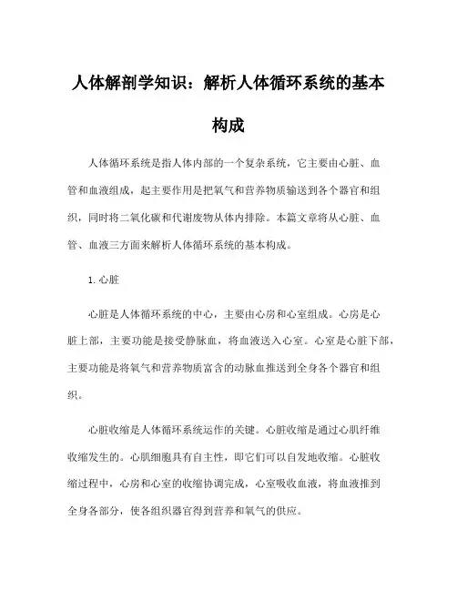 人体解剖学知识：解析人体循环系统的基本构成