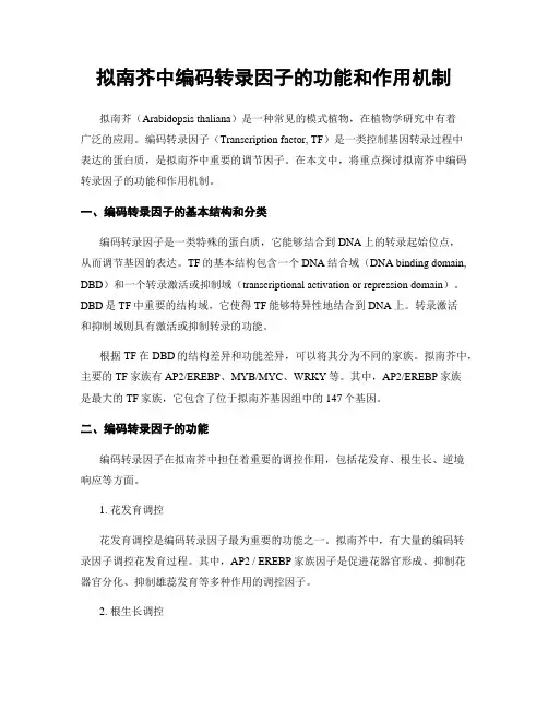 拟南芥中编码转录因子的功能和作用机制