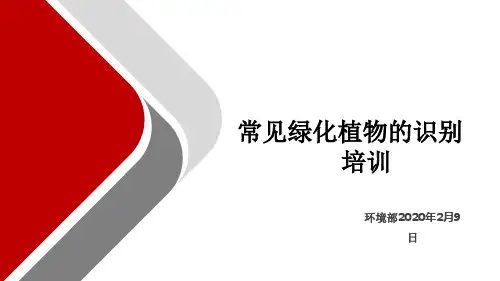 常见绿化植物培训课件