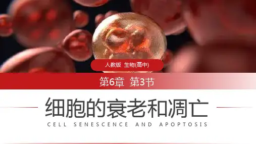 《细胞的衰老和凋亡》人教版必修高一生物PPT课件