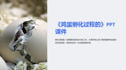 《鸡蛋孵化过程的》课件