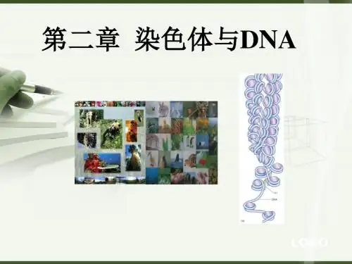 第二章 染色体与DNA