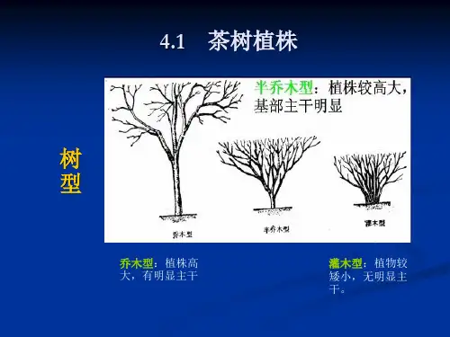 茶树形态特征