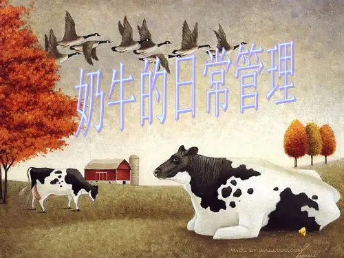 奶牛日常管理