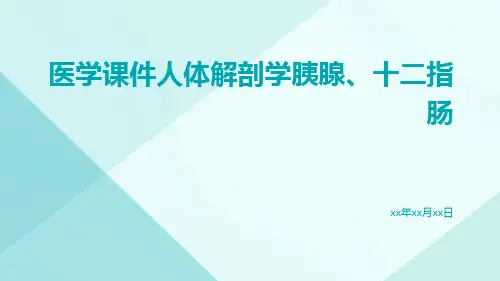 医学课件人体解剖学胰腺,十二指肠