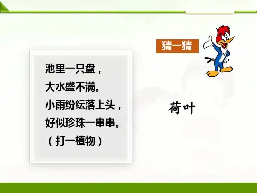 统编版一年级语文下册12荷叶圆圆课件(共15张PPT)