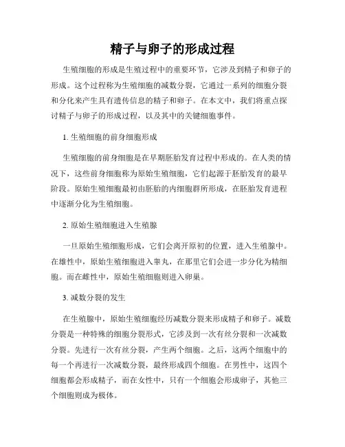 精子与卵子的形成过程