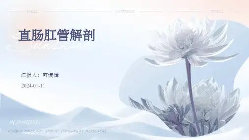 直肠肛管解剖