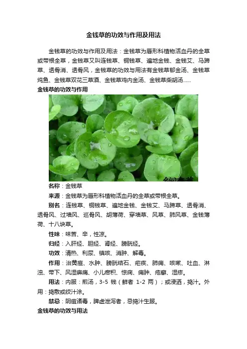 金钱草的功效与作用及用法