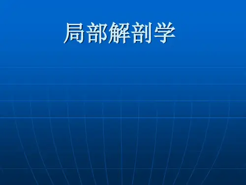 局部解剖学