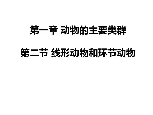 人教版八年级上册1.2 线形动物和环节动物 课件(29张ppt)