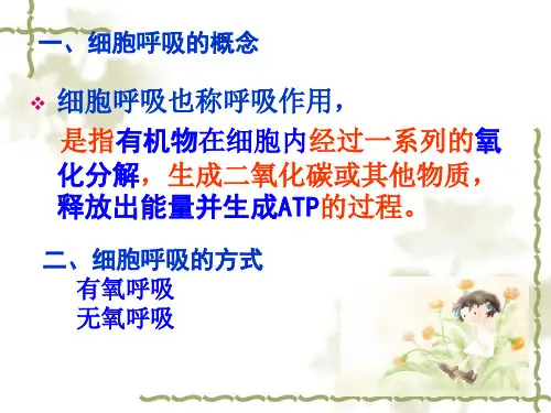 细胞呼吸一轮复习PPT课件