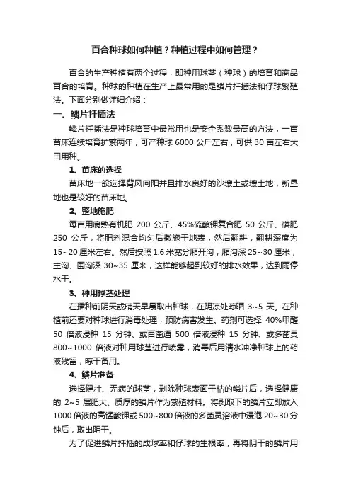 百合种球如何种植？种植过程中如何管理？