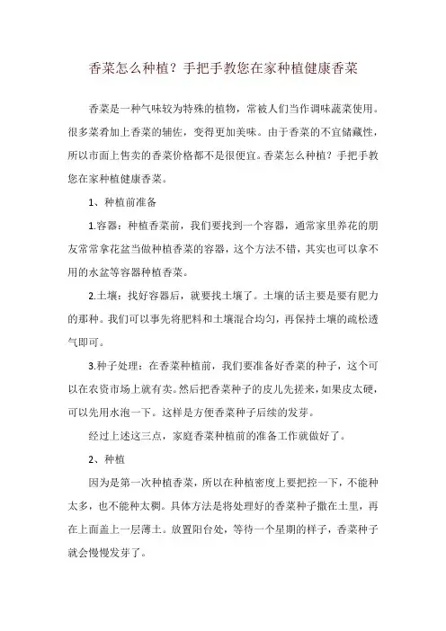 香菜怎么种植？手把手教您在家种植健康香菜