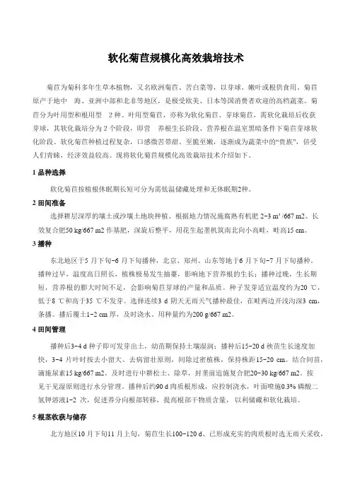 特色蔬菜-菊苣规模化高效栽培技术