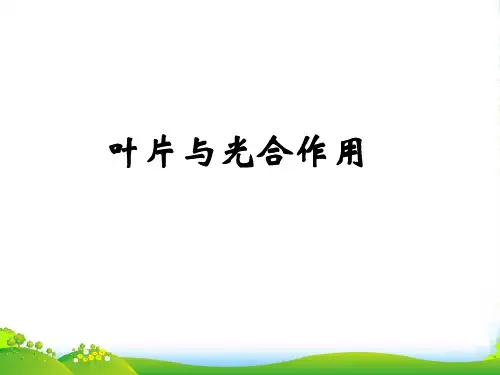七年级生物上册 叶和光合作用课件 北师大