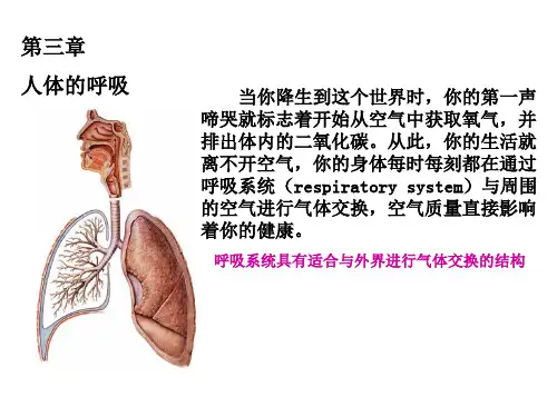 鲁科版(五四制)七年级上册3.1呼吸道对空气的处理课件(共20张PPT)