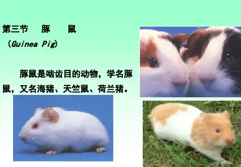 豚鼠