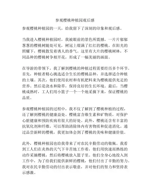 参观樱桃种植园观后感