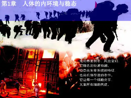 12.1人体内环境的自稳态