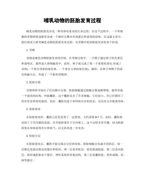 哺乳动物的胚胎发育过程