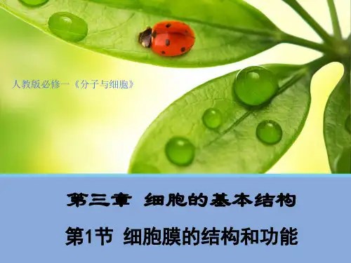 2019版新教材高中生物必修一3.1细胞膜的结构和功能