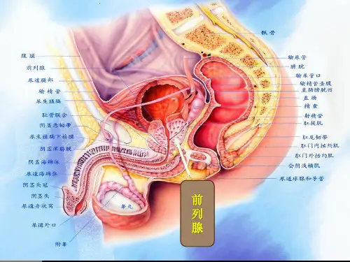 前列腺增生的治疗及预防PPT课件