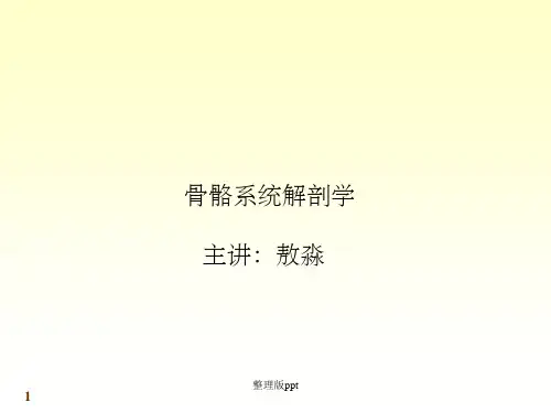 系统解剖学-肌肉