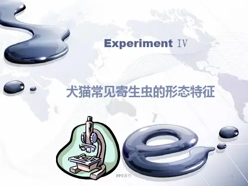 Experiment-IV犬猫常见寄生虫的形态特征  ppt课件