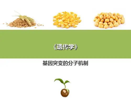 基因突变与染色体变异—基因突变(普通遗传学课件)