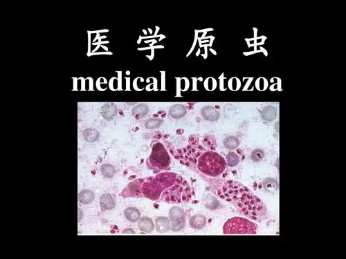 b寄生虫学第十讲(原虫概论,阿米巴)