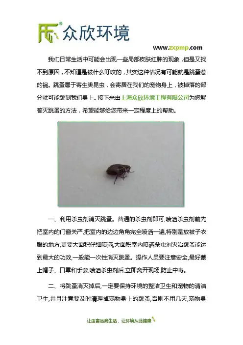 灭跳蚤有什么好方法