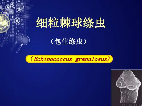 细粒棘球绦虫 PPT课件