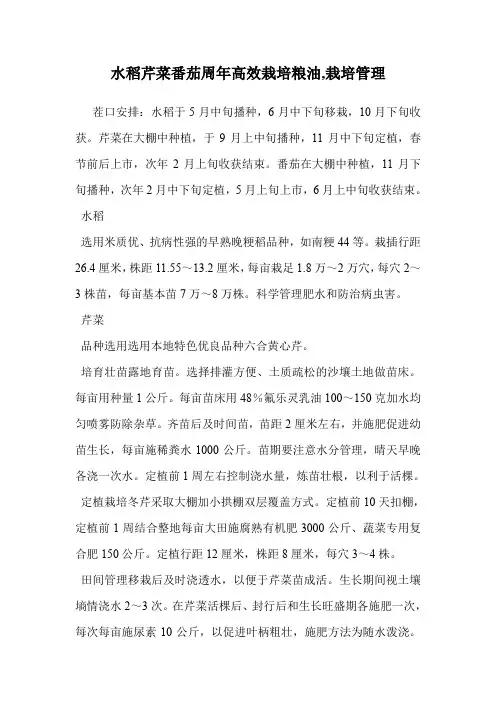 水稻芹菜番茄周年高效栽培(栽培管理)