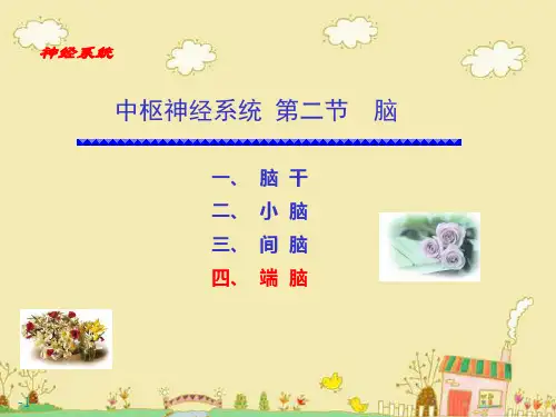 系统解剖学：中枢神经系统 端脑