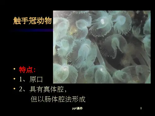 《棘皮动物门》PPT课件 (2)