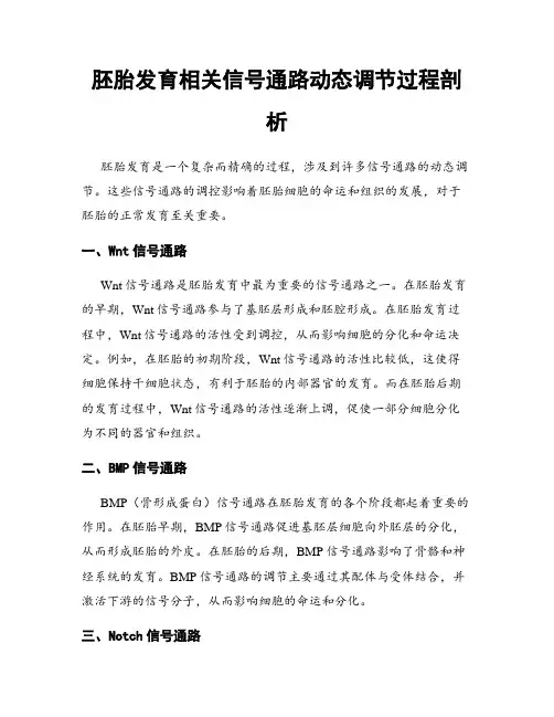胚胎发育相关信号通路动态调节过程剖析