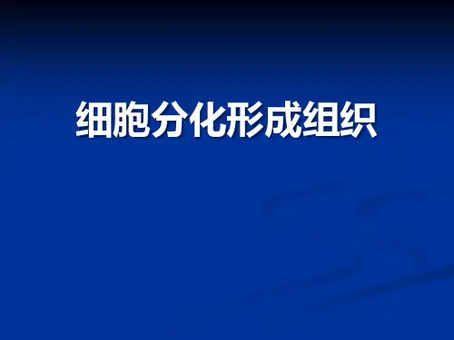 《细胞分化形成组织》PPT课件教学课件